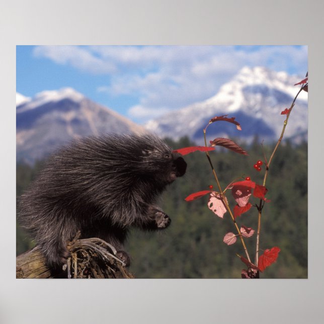 Pôster Porcupina comum que se alimenta de morango de esco (Frente)