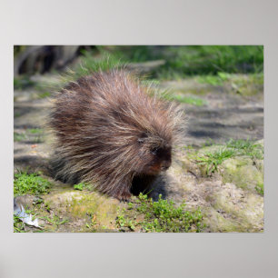 Poster Porcupina da América do Norte