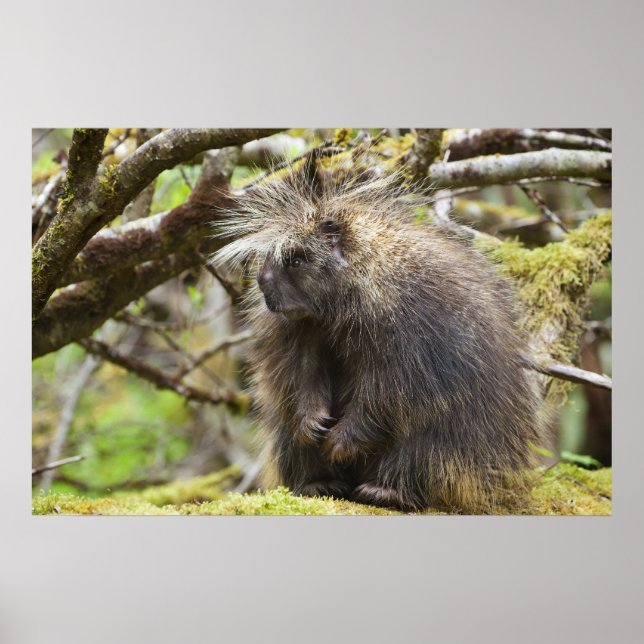 Poster Porcupina determinada (Frente)
