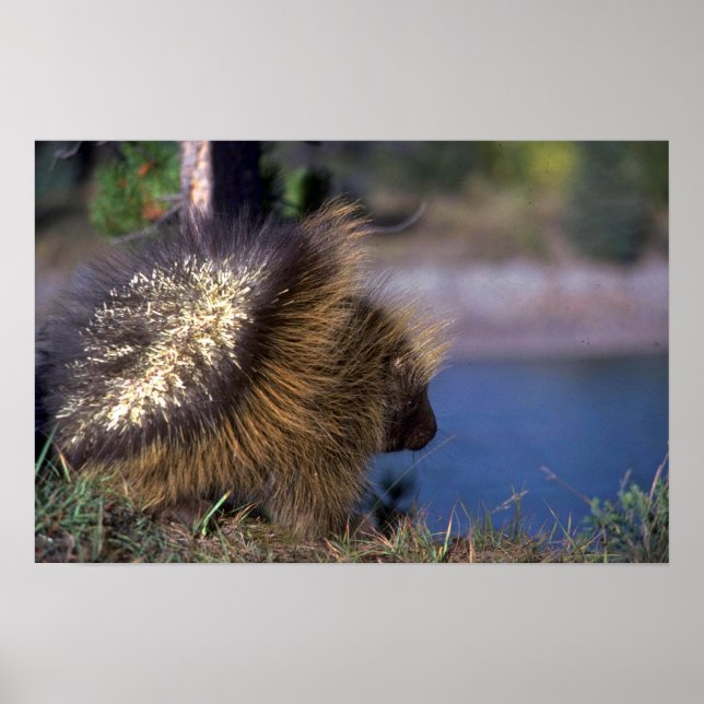 Poster Porcupine (Frente)