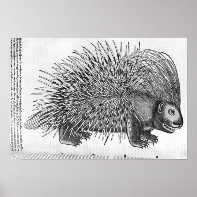 Pôster Porcupine, de "Historia Animalium" (Frente)