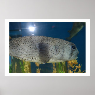 Poster Porcupine Puffer