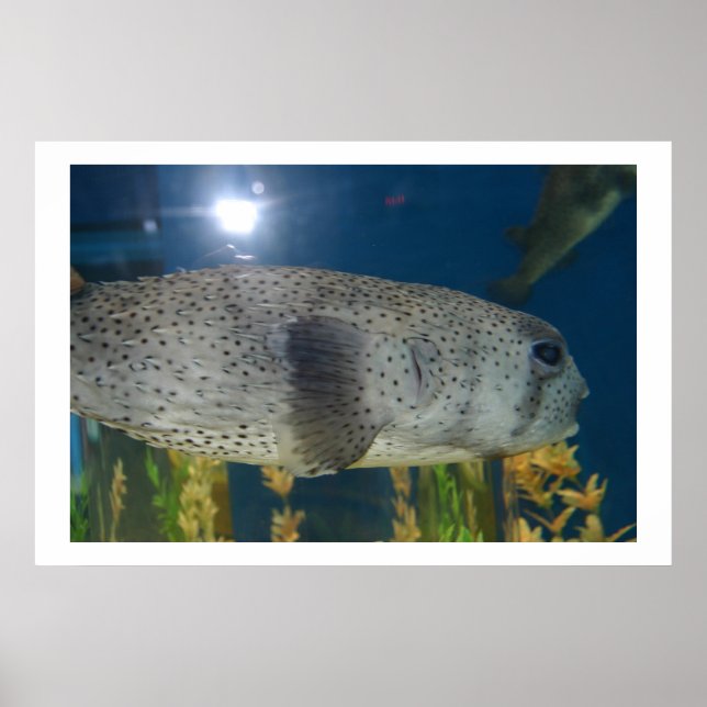 Poster Porcupine Puffer (Frente)