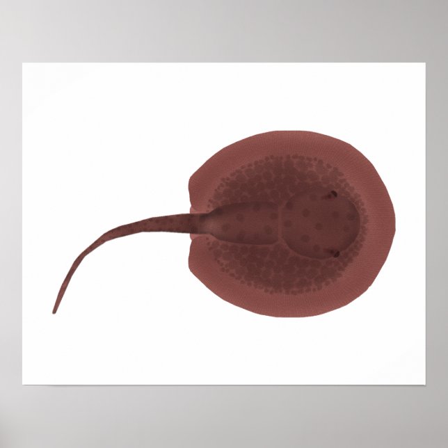 Poster Porcupine River Stingray (Frente)