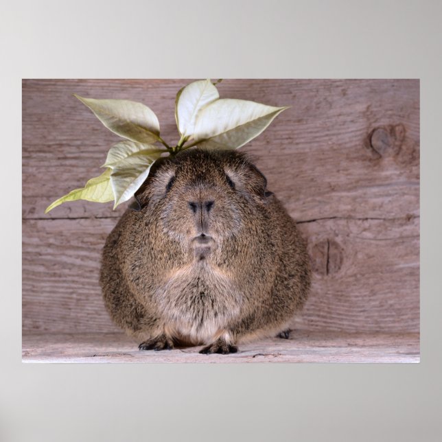 Poster Porquinho-da-índia (Frente)