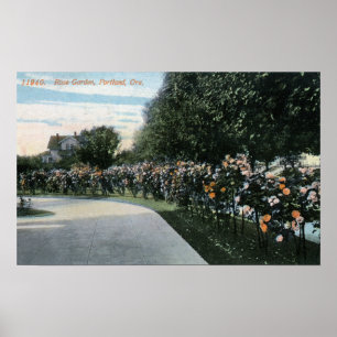 Poster Portland, OregonView de um jardim de rosas