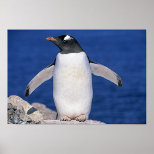 Pôster Pôrto do Pinguim Gentoo Pygoscelis papua)
