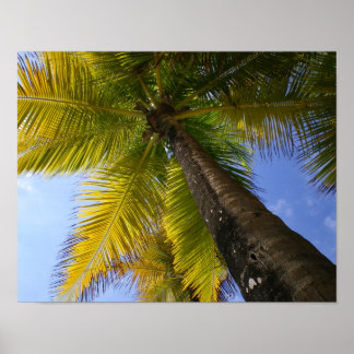 Poster Porto Rico Palm por RZB