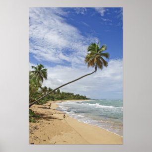 Pôster Porto Rico. Praia Tres Palmitas Porto Rico