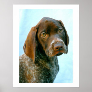 Pôster Portrait of a dog