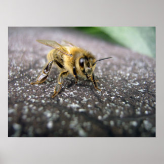Poster Portrait of a Honey Bee