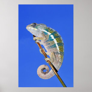 Pôster portrait of a male panther chameleon