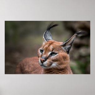 Poster Portrait of Caracal