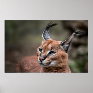 Poster Portrait of Caracal
