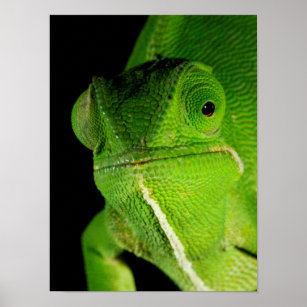 Poster Portrait Of Flap-Necked Chameleon