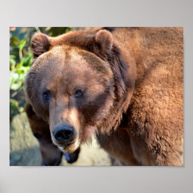 Poster Portrait of Grizzly bear Postcard Square Sticker T (Frente)