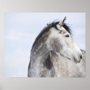 Poster portrait of white horse 2