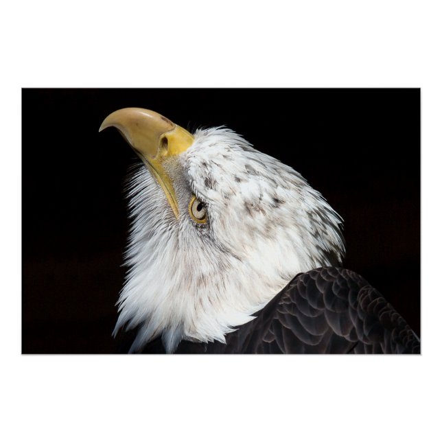 Pôster Portriato de águia careca (Frente)