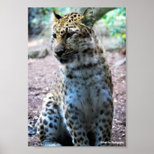 Poster Pose de Leopardo