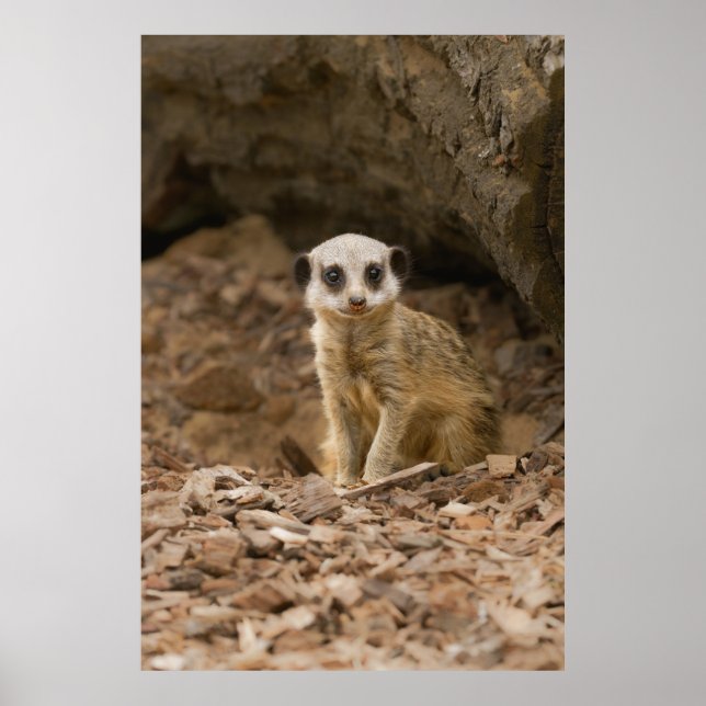 Poster Pose Precioso de Baby Meerkat (Frente)
