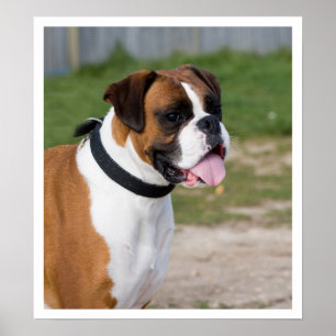 Pôster Posição do Boxer Branco e do Fawn