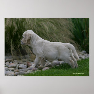 Pôster Posição do filhote de cachorro do golden retriev
