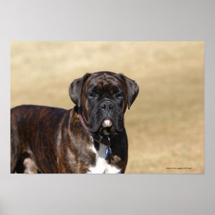 Poster Posição rajado do cão do pugilista