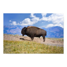 Posicionando Bison Bull, Hayden Valley, Yellowston