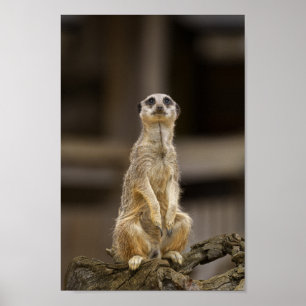 Poster Posing Meerkat