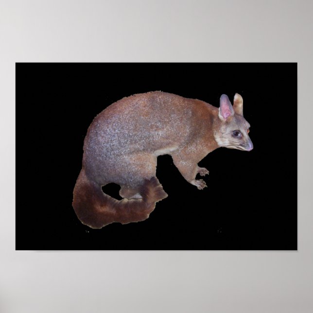 Poster Possum (Frente)