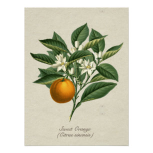 Pôster Post de Flor de Laranjeira Botânica Vintage