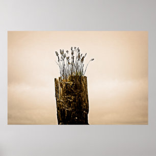 Poster Postar Grass