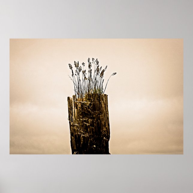 Poster Postar Grass (Frente)