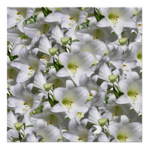 Pôster Poster