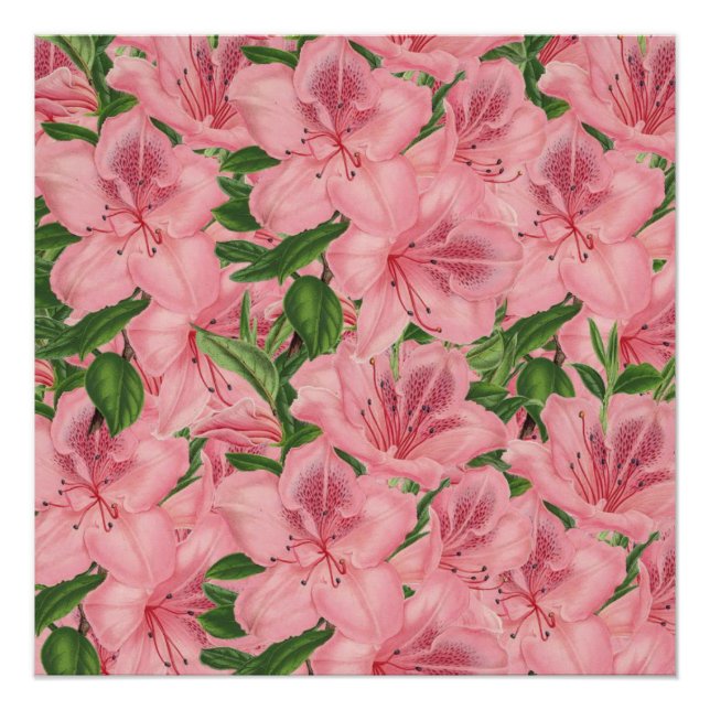 Pôster Poster (Frente)