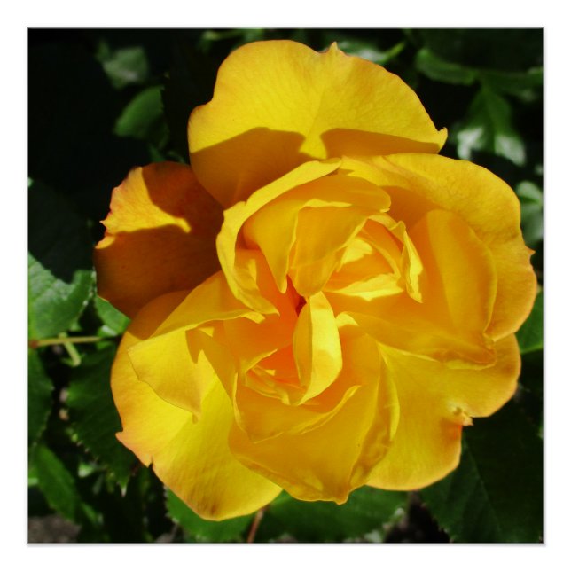 Pôster Poster (Frente)