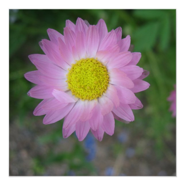 Pôster Poster (Frente)