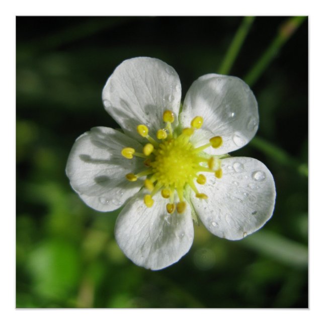 Pôster Poster (Frente)