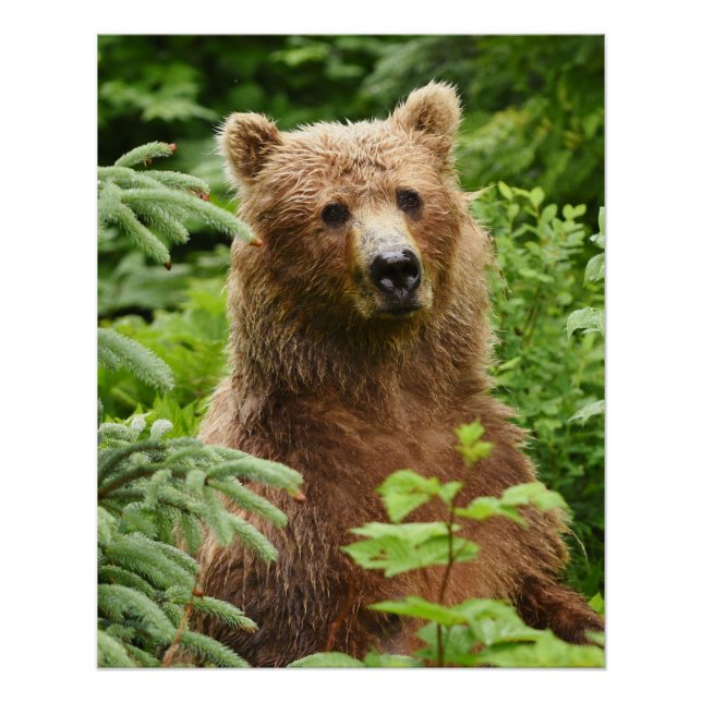 Pôster poster 20x25 (Término brilhante) de urso pardo (Frente)