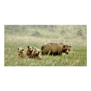 Pôster poster 28x14 lustroso do urso & dos filhotes de