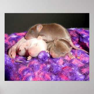 Poster Poster: 3 Ratos Bebês