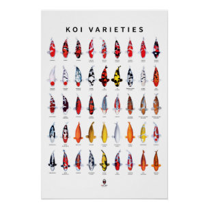 Pôster Poster 45 Tipos de Koi