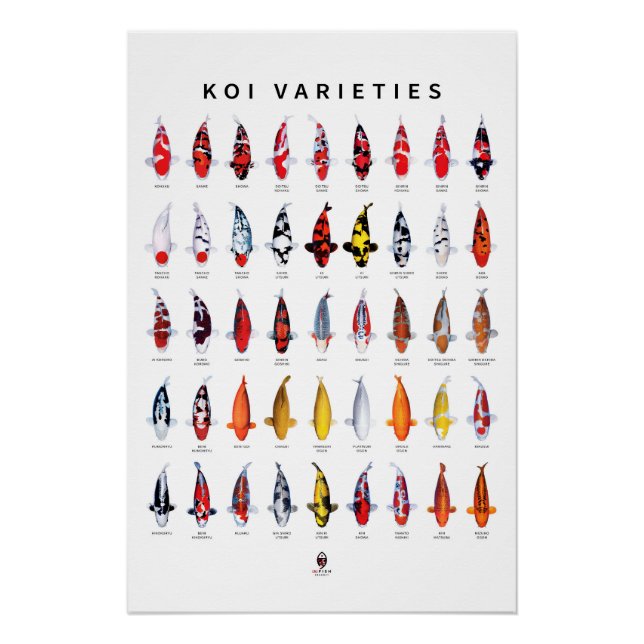 Pôster Poster 45 Tipos de Koi (Frente)