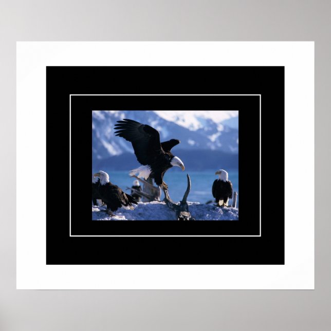Poster Poster-Águias (Frente)