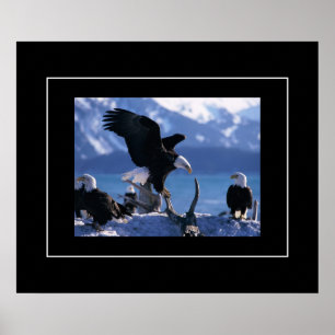 Poster Poster-Águias