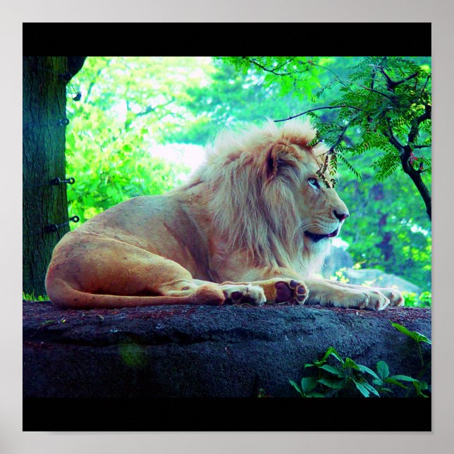 Pôster Poster-Animais-27 (Frente)