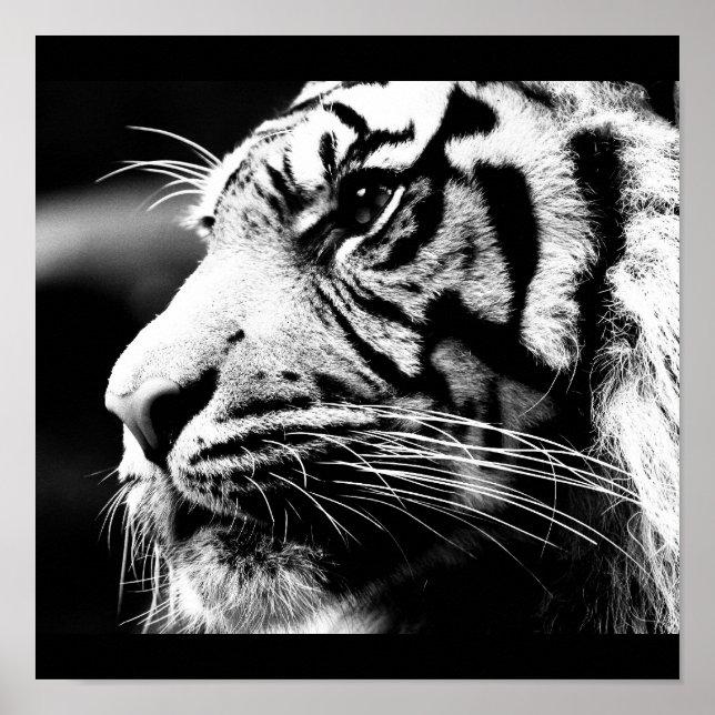 Pôster Poster-Animais-40 (Frente)