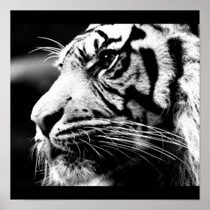 Pôster Poster-Animals-40