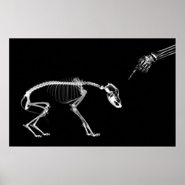 Pôster Poster- Bad Dog Xray Skeleton Black White (Frente)