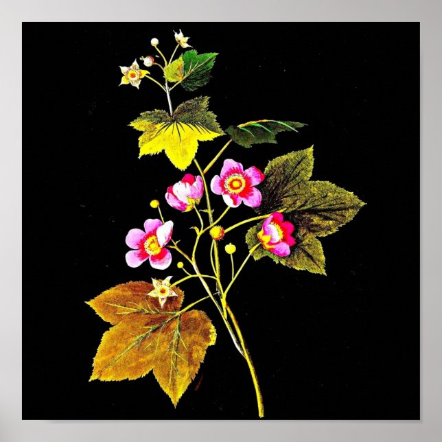 Pôster Poster-Botânica Art-Mary Delany 4 (Frente)